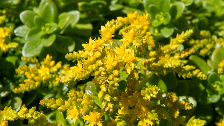 Yellow Sedum confusum flowers