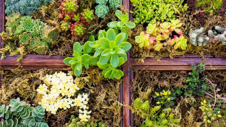 Sedum and sempervivium growing vertically