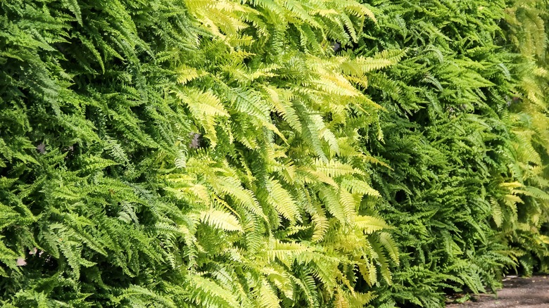 Sword ferns growing along wall