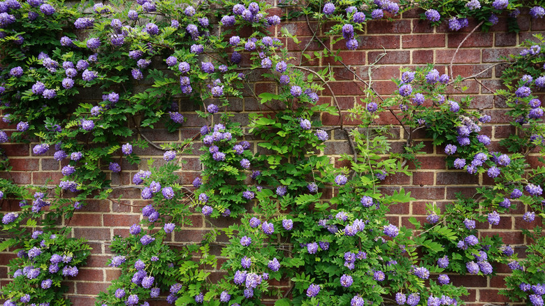 Purple wisteria growing along wall