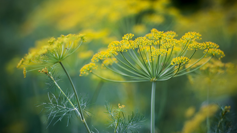 blooming dill plant 