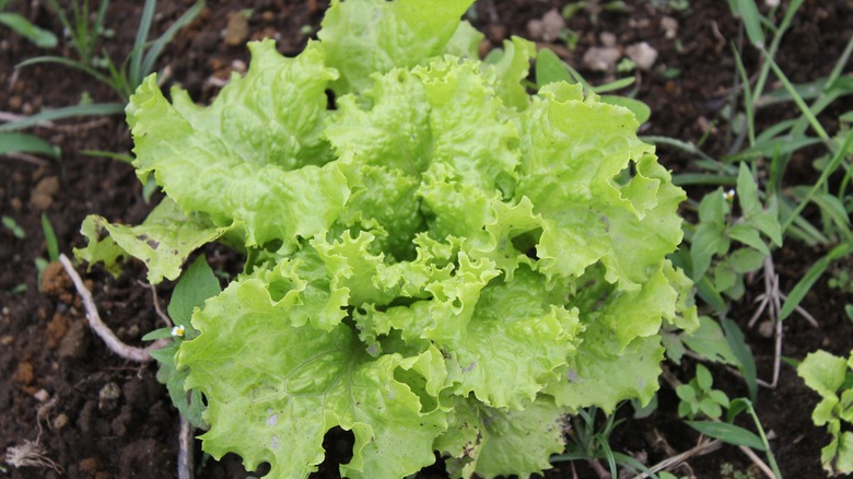 lettuce in garden