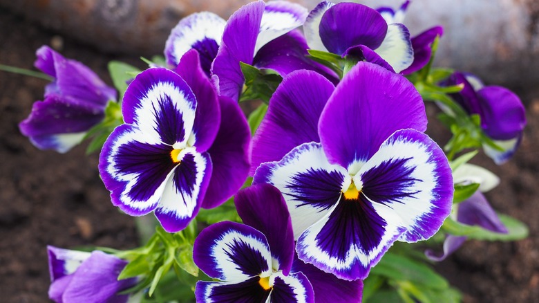 pansies