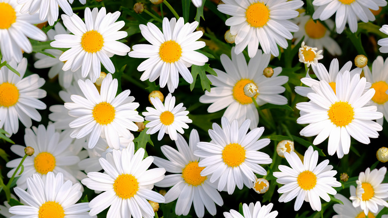 shasta daisies 