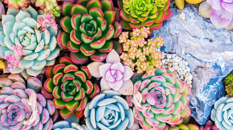 bed of succulents