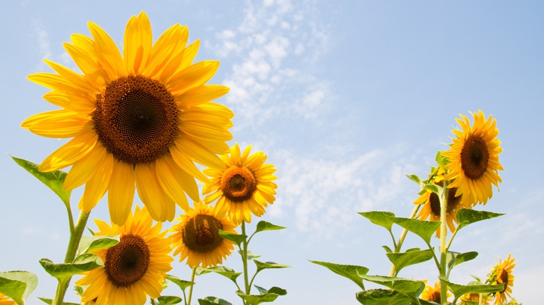 sunflowers