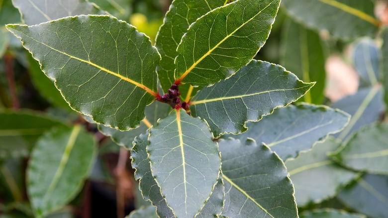 Laurus nobilis