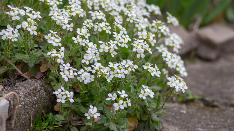 Arabis caucasica