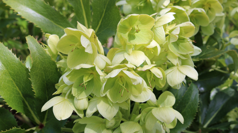 Helleborus argutifolius