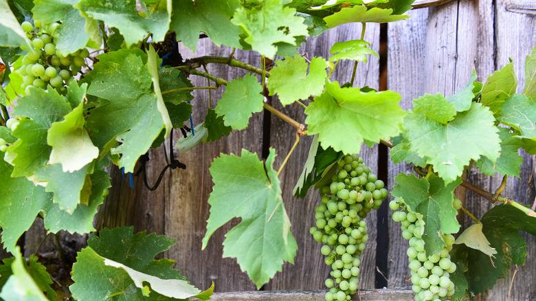 Vitis vinifera