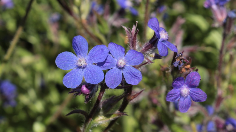 Anchusa azurea