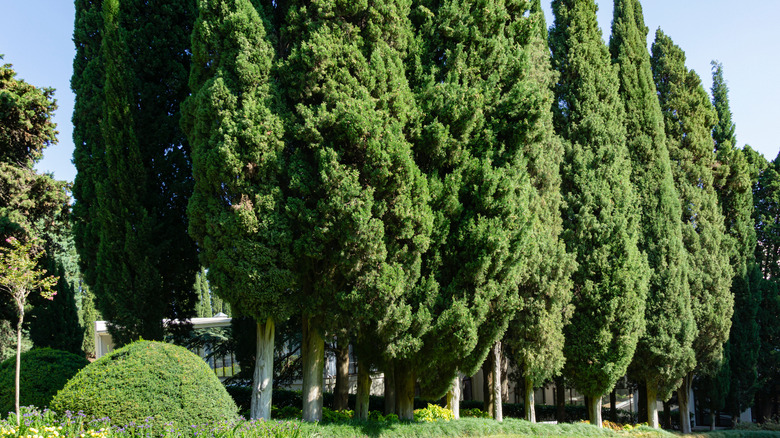 Cupressus sempervirens