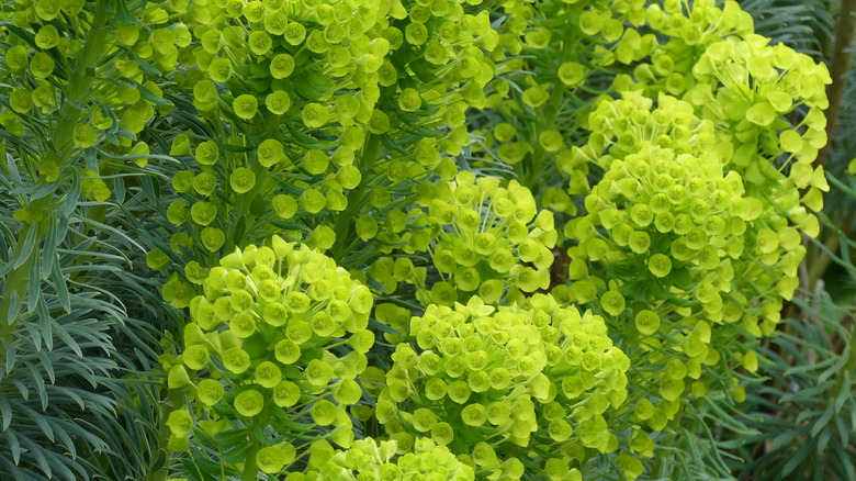 Euphorbia characias