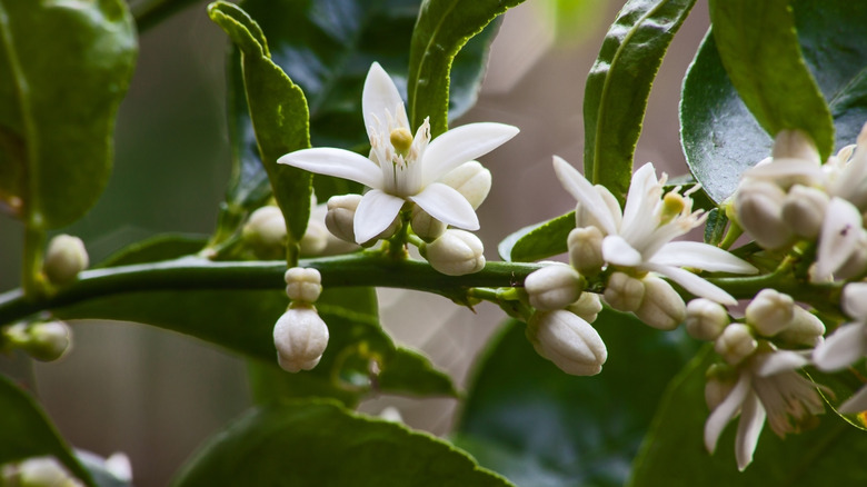 Olea europaea