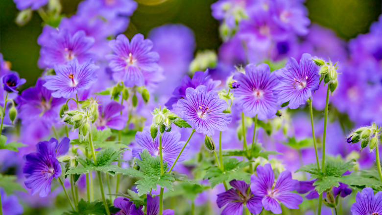 Geranium × magnificum