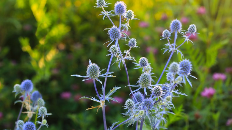 Eryngium planum