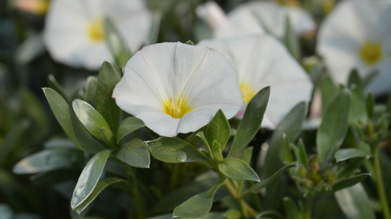 Convolvulus cneorum