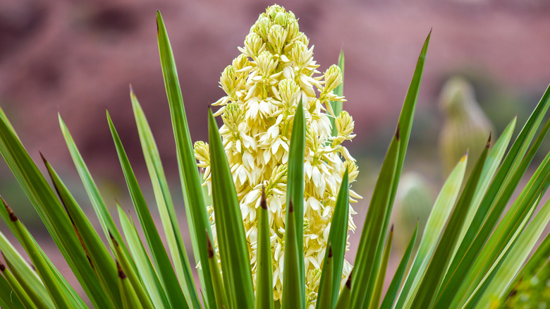 Yucca gloriosa