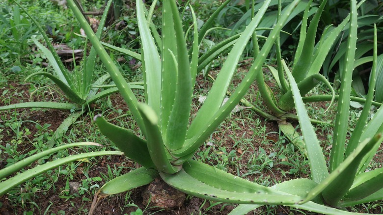 Aloe vera plants planted outdoors