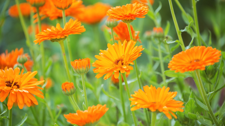 Calendula orange flowers in bloom