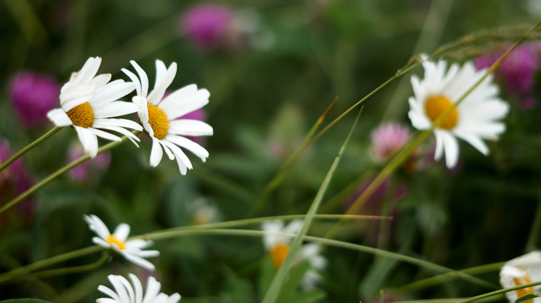 White chamomile flowers in bloom