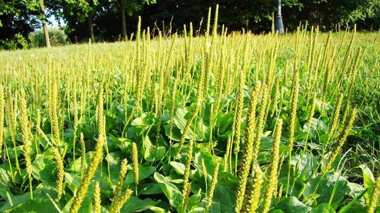 Weedy common plantain foliage