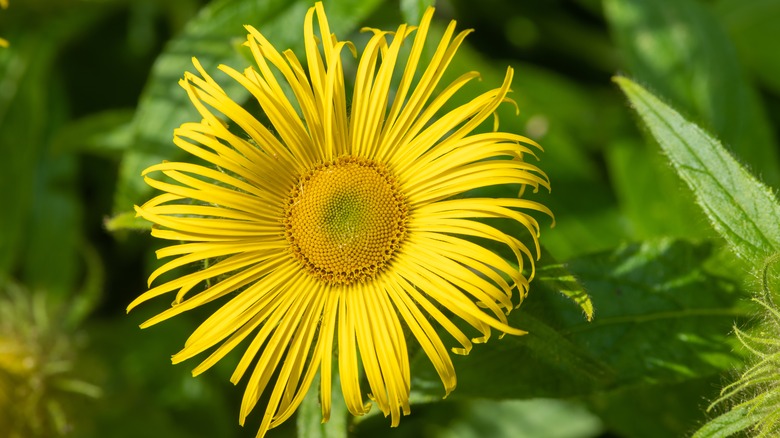 Elecampane yelllow flower in bloom