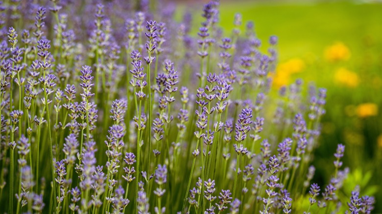 English lavender with purple blooms