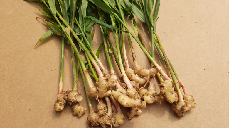 Ginger plant that was harvested 