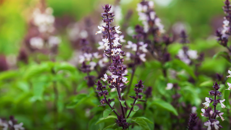 Holy basil with white blooms