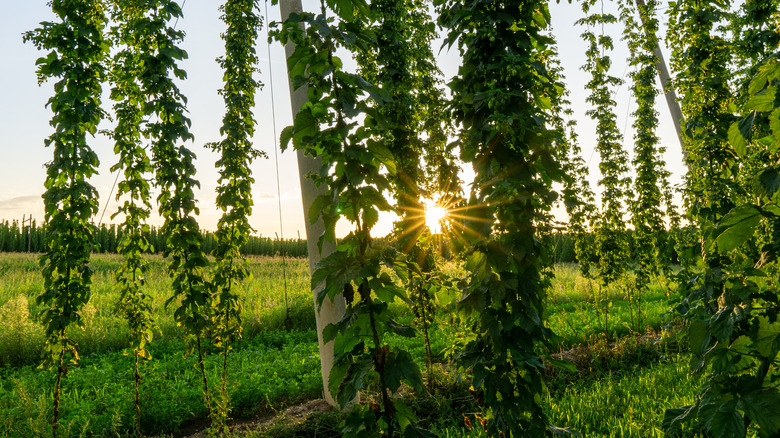 Hops vines in sunlight 