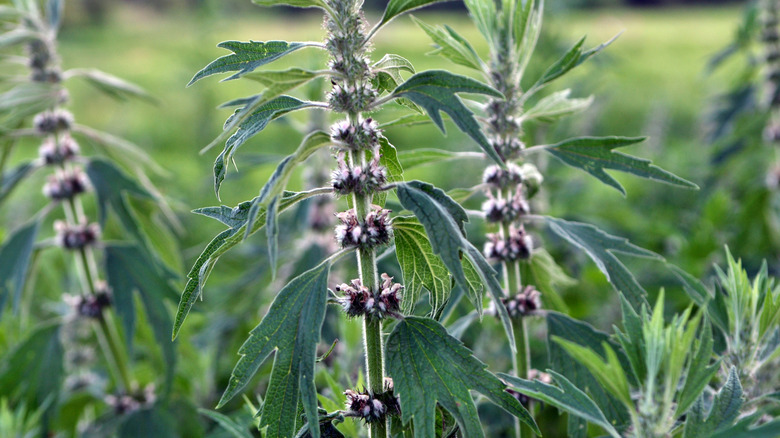 Motherwort stalks in bloom