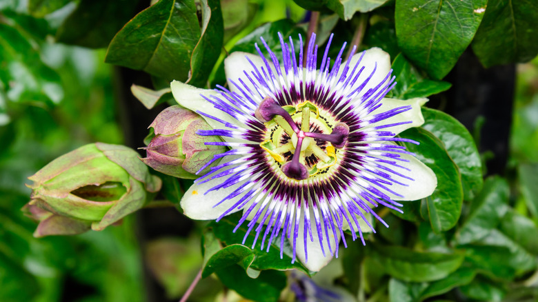 Passionflower in bloom against foliage