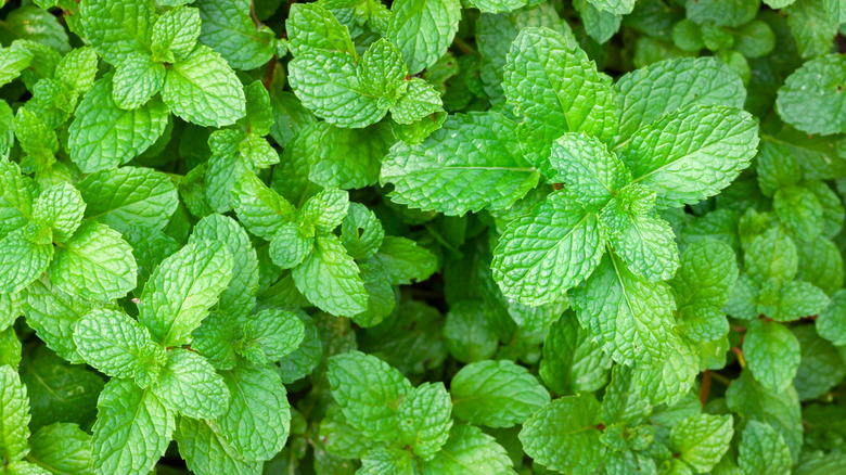 Peppermint plant toothed leaves