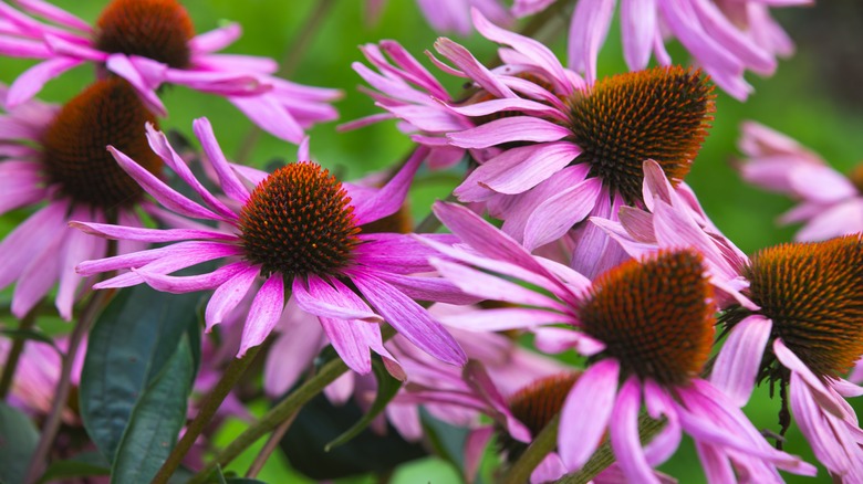 Purple coneflowers in bloom