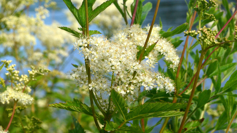 Queen of the meadow blooming