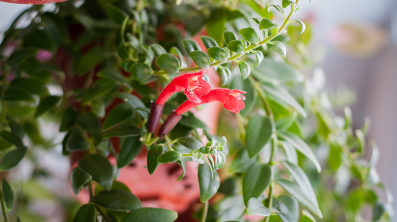 15 Plants With Pink Flowers You Can Grow Indoors