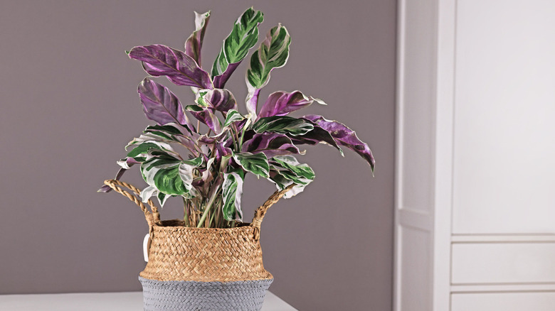 Prayer plant on table