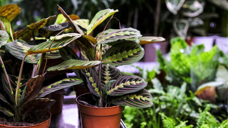 Maranta leuconeura fascinator plant