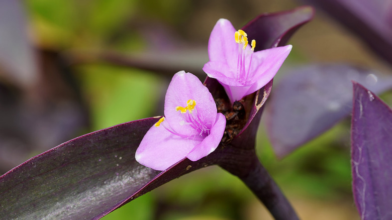 Purple heart flower