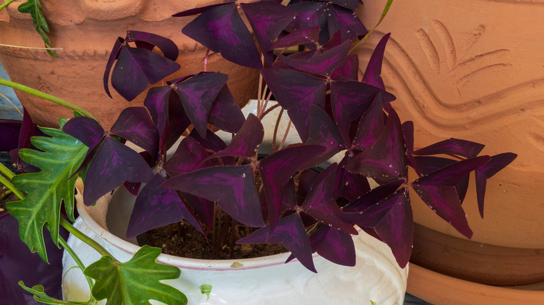 Purple Oxalis triangularis plant