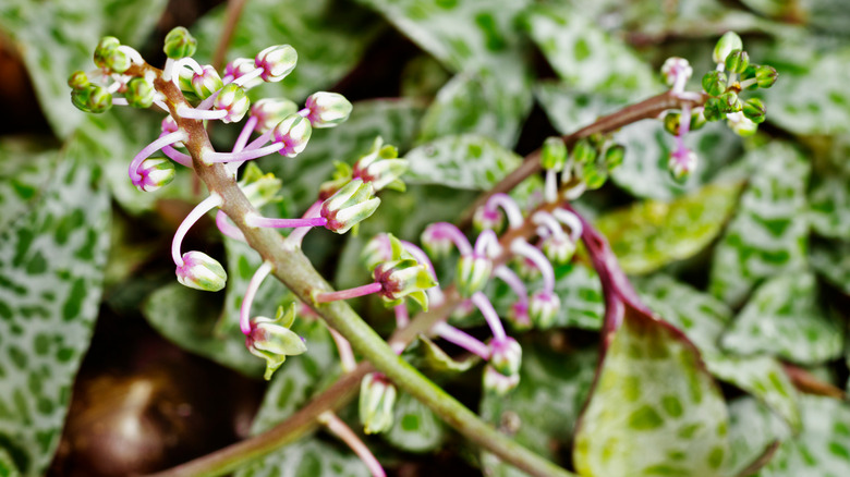 Ledebouria socialis