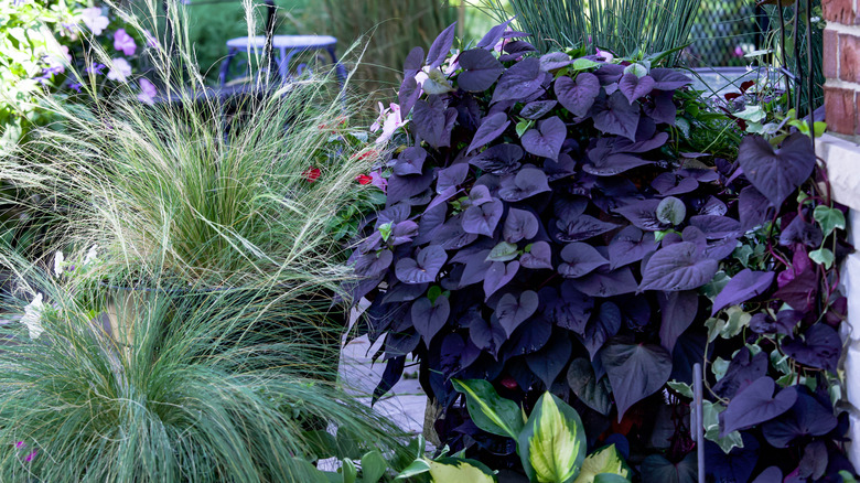 Sweet potato vine