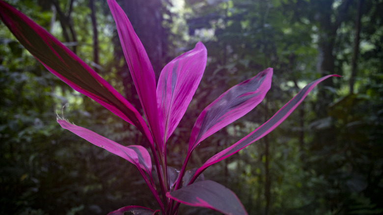 Cordyline plant