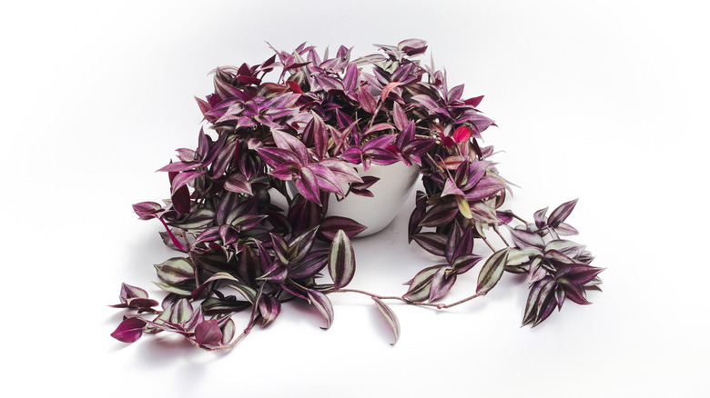 Wandering Jew plant in pot