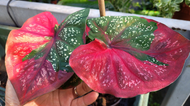 colourful angel wings plant