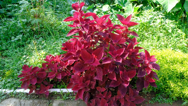 coleus leaves