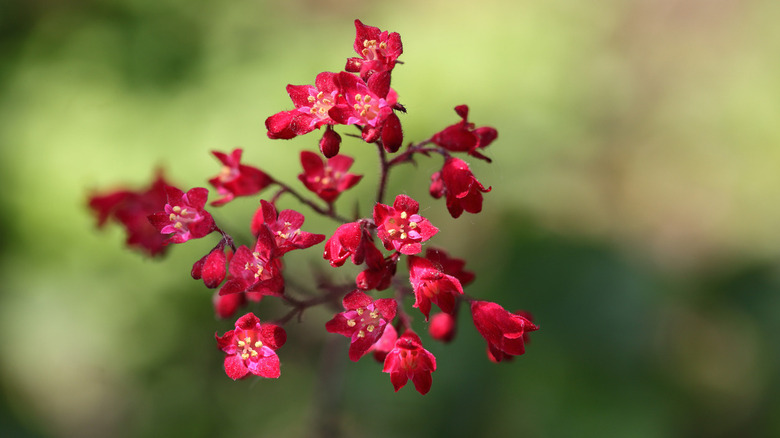 Heuchera coral bells flowers