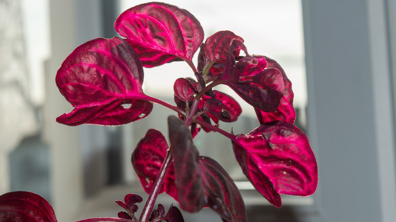 Closeup of iresine bloodleaf plant