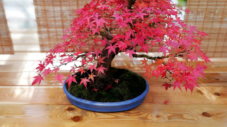 Bonsai tree branch